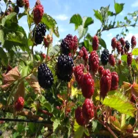 Kalkulator Powierzchni Upraw w Międzyrzędziach