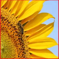 Kalkulator dla Pszczelarzy Rozcieńczanie kwasu